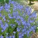 Veronica teucrium